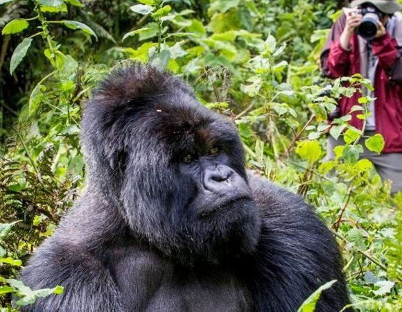 Discover Bwindi Impenetrable National Park with Ekibugo Tours and Safaris