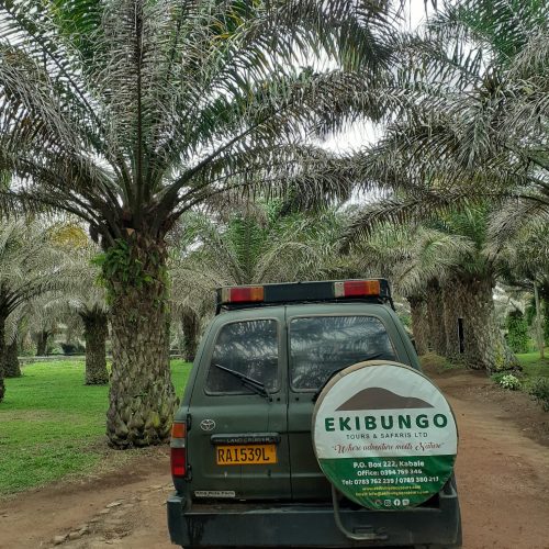 2 Days Rwanda Gorilla Safari