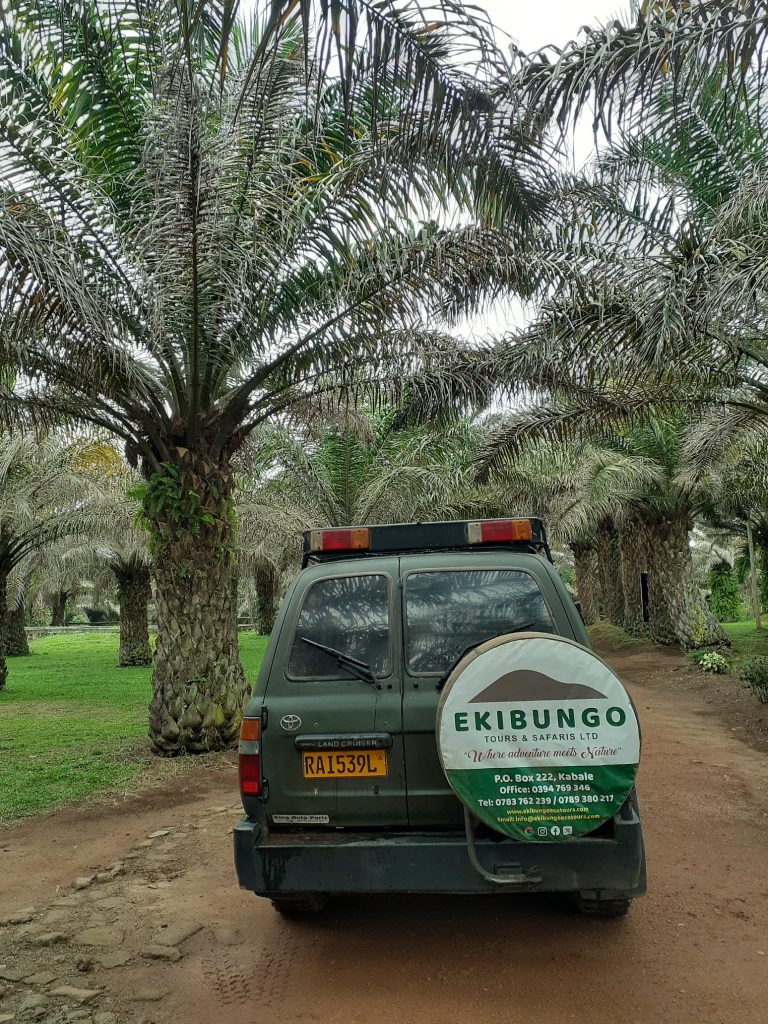 2 Days Rwanda Gorilla Safari