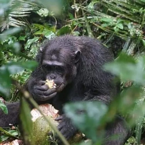 Gorilla Trekking Experience